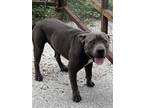 Adopt ROGERS a American Staffordshire Terrier