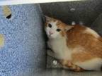 Adopt Cheese a Domestic Short Hair