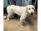 Adopt Trixie a Airedale Terrier, Standard Poodle