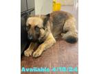 Adopt Dog Kennel #26 Max a German Shepherd Dog, Mixed Breed