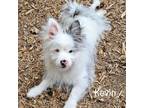 Adopt Kevin a Pomeranian, Mixed Breed