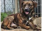 Adopt Astro a Mixed Breed