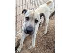 Adopt Tango a Mixed Breed