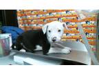 Adopt A1935199 a Staffordshire Bull Terrier, Mixed Breed