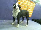 Adopt PANDA a Staffordshire Bull Terrier, Mixed Breed