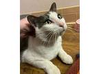 Valentino Domestic Shorthair Adult Male