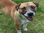 Adopt ROSCOE a Staffordshire Bull Terrier, Mixed Breed