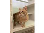 Phoebe Domestic Shorthair Young Female