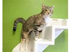 Celeste Domestic Shorthair Adult Female