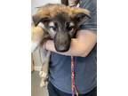 Adopt *Fred* a German Shepherd Dog, Border Collie