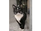 Adopt GUMBALL a Domestic Short Hair