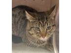 Adopt BONSAI a Domestic Short Hair