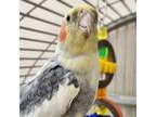 Adopt Billy the Kid a Cockatiel