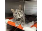 Adopt Stone Cold a Domestic Short Hair