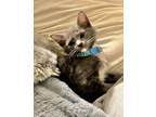 Adopt Kuku a Domestic Short Hair