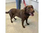 Cooper Mixed Breed (Large) Adult Male