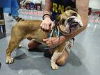 Telly English Bulldog Adult Male