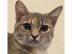 KITTEN EVIE Domestic Shorthair Young Female