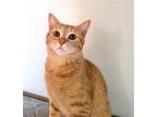 KITTY GENTLE GINGER Domestic Shorthair Young Female