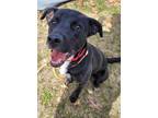 Hopper Labrador Retriever Young Male