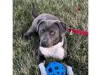 Adopt Lee Roy a Pit Bull Terrier