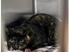 Zoey Domestic Shorthair Young Female