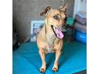 Angie (Texas Only) Chihuahua Adult Female