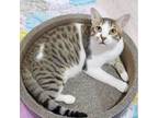 Adopt Arlo FCRT a Domestic Short Hair