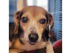 Adopt Pharr a Beagle