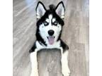 Adopt Kodiak a Siberian Husky