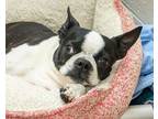 Adopt Archer a Boston Terrier, Mixed Breed