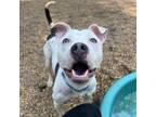 Adopt Roy a Pit Bull Terrier