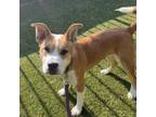 Adopt Pinky a Shiba Inu, Pit Bull Terrier