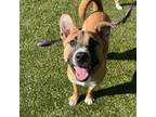 Adopt Bear a Shiba Inu, Pit Bull Terrier