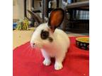 Adopt Junior a Bunny Rabbit