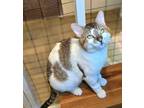 Adopt Caspian a Domestic Short Hair