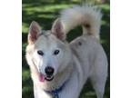 Adopt Dublin a Husky, Mixed Breed