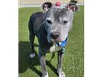 Adopt Arty a Pit Bull Terrier