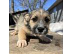 Adopt Limburger a Terrier, Mixed Breed