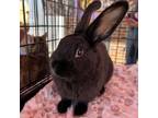 Adopt Br'er a Mini Rex