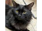 Adopt Taron - Reduced Fee! a Domestic Long Hair