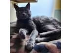 Adopt Mysteri a Domestic Short Hair