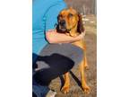 Adopt Reggie a Redbone Coonhound