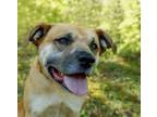 Adopt Ducky a Husky, Pit Bull Terrier