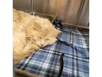 Adopt MUFASA a Domestic Medium Hair