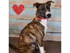 Adopt Timmy a Mixed Breed