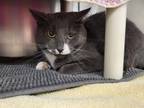 Adopt MR. WHISKERS a Domestic Short Hair