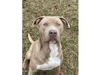Adopt Theo a Pit Bull Terrier