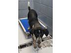 Adopt 86413 a Australian Cattle Dog / Blue Heeler