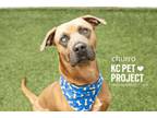 Adopt Churro a Mixed Breed